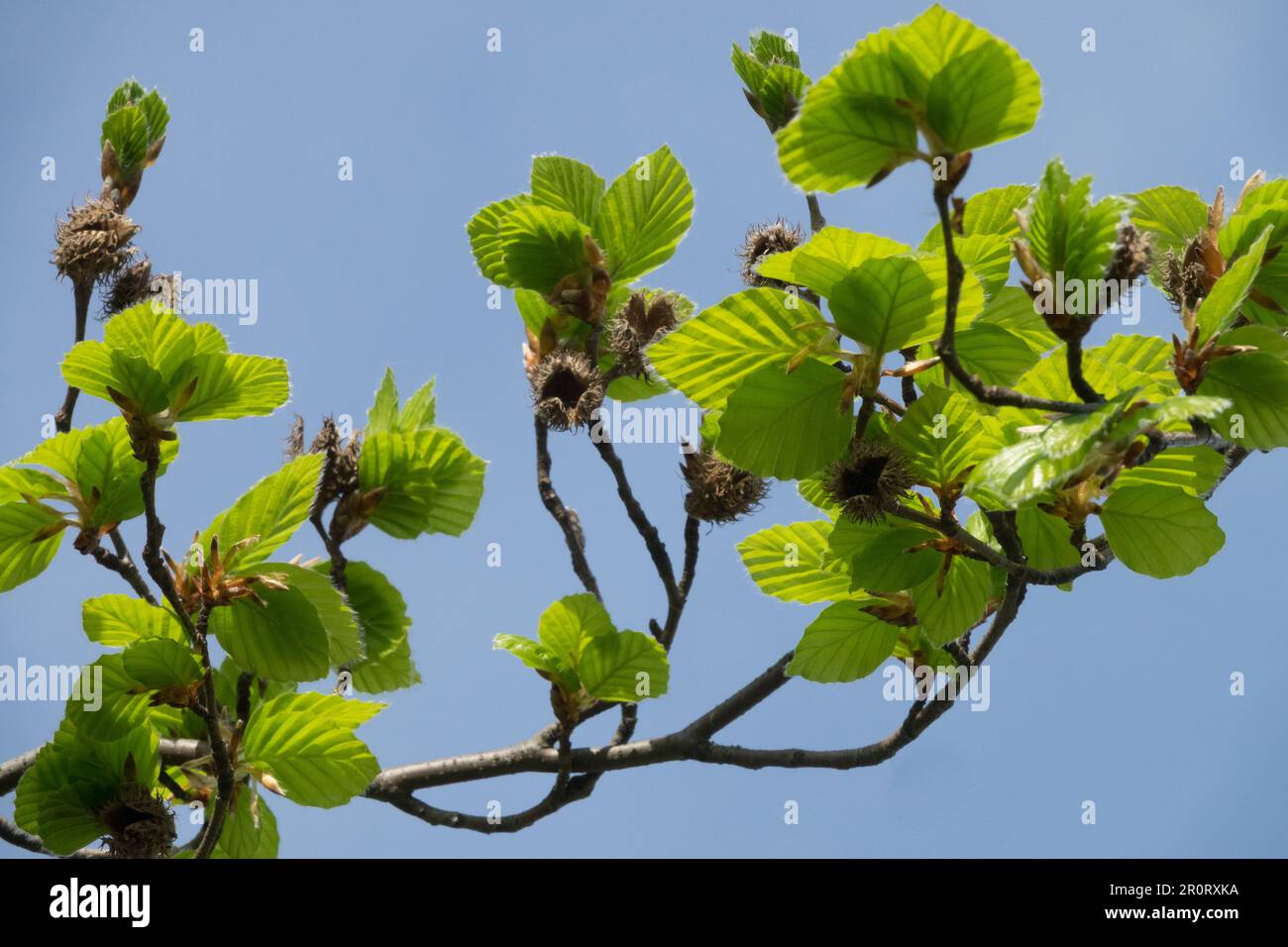 Fagus sylvatica 'Dawyck Gold', Europäische Buche, Frühlingsblätter auf Zweig Stockfoto