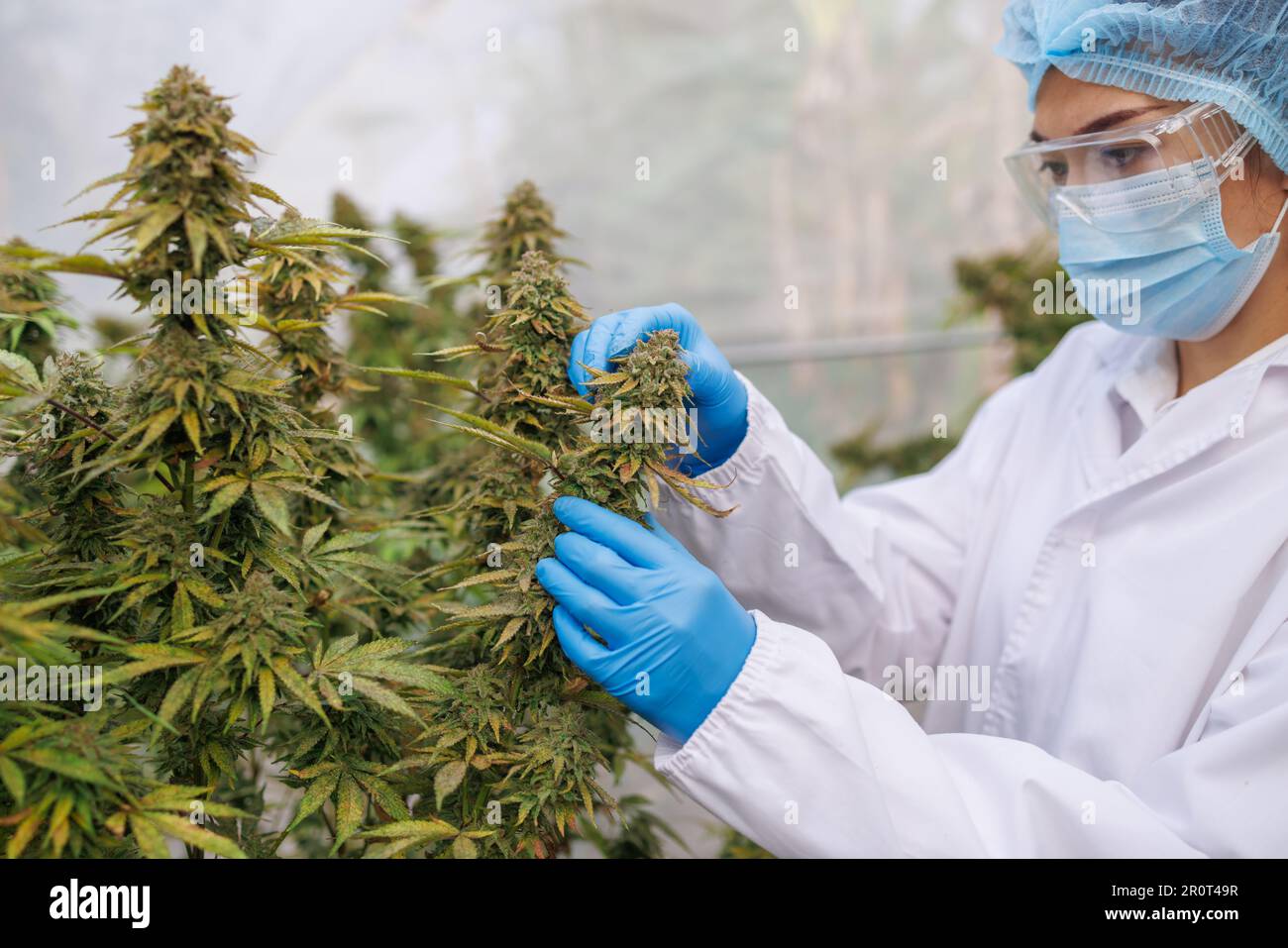 Marihuana-Forschung, Wissenschaftlerin im Hanffeld, die Pflanzen und Blumen untersucht, Konzept der alternativen Kräutermedizin, Marihuana. Organische Hanfkräuter Stockfoto