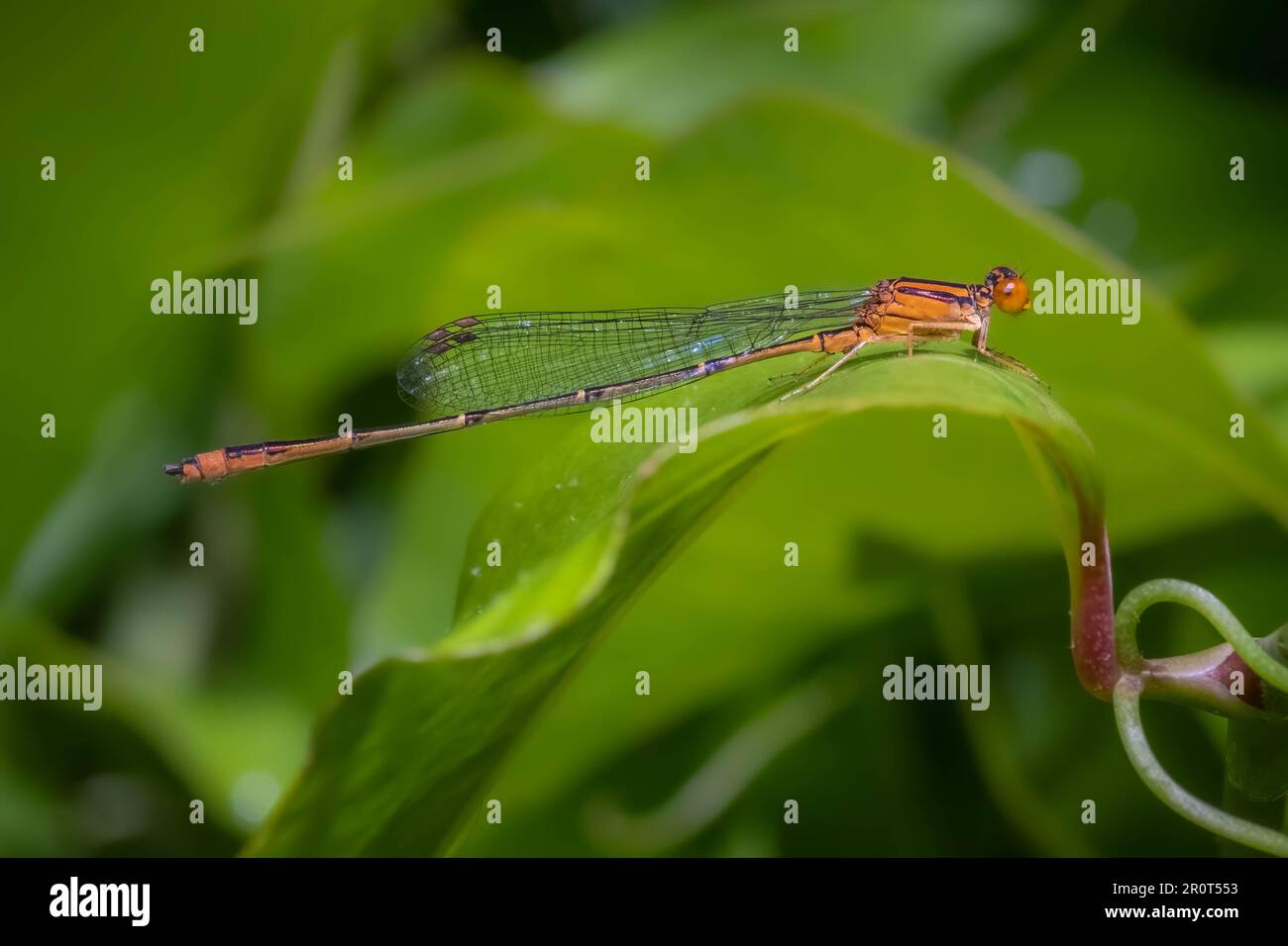 Ein männlicher Orange Bluet (Enallagma Signatum) erhebt sich im Frühling in North Carolina auf einem grünen Blatt. Stockfoto