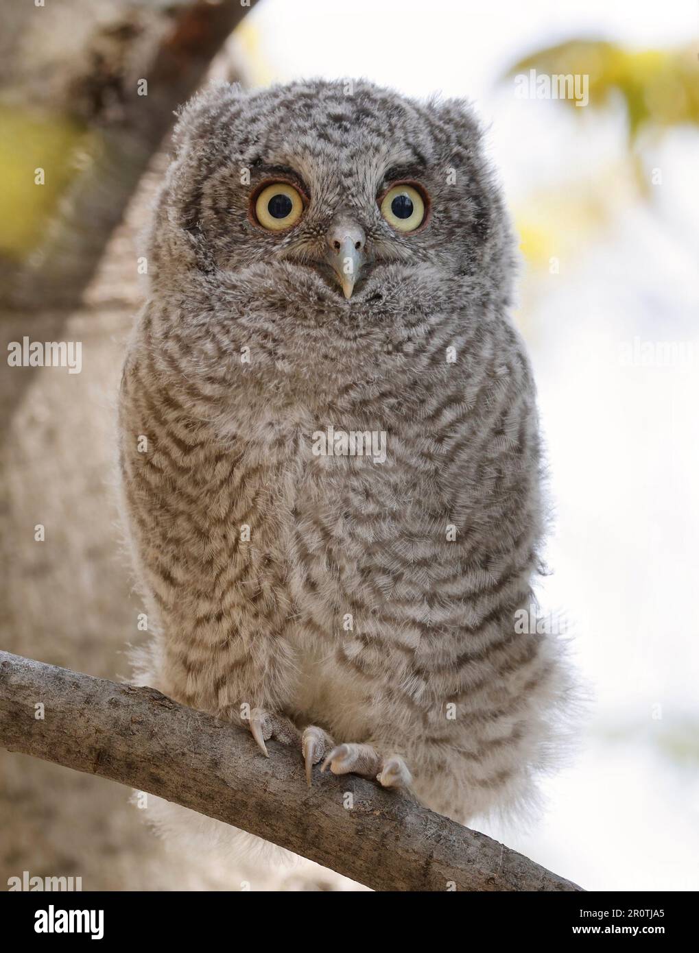 Östliche Kreischeule auf einem Ast in Quebec, Kanada Stockfoto