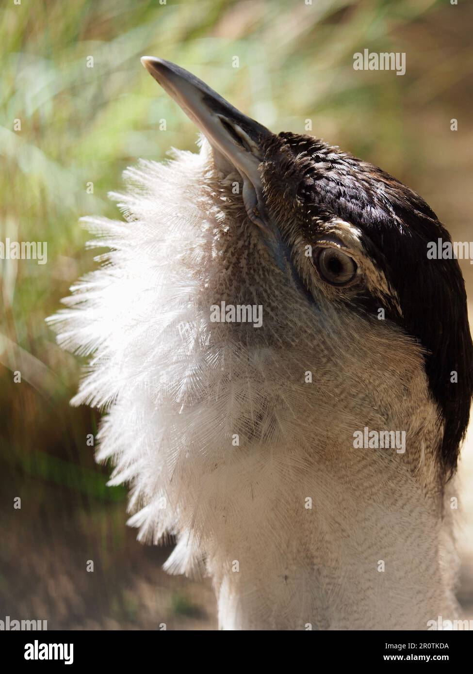 Ein Nahporträt einer imposanten, strahlenden australischen Bustard in atemberaubender Schönheit. Stockfoto