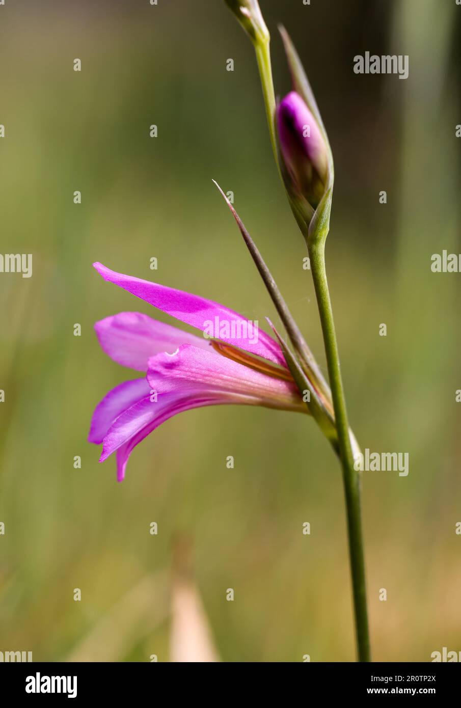 Felder Gladiolus Stockfoto