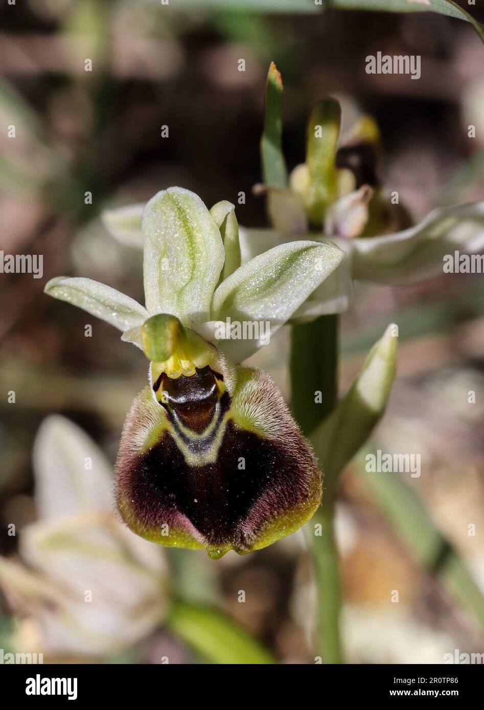 Sägeflügelorchideen blühen Stockfoto