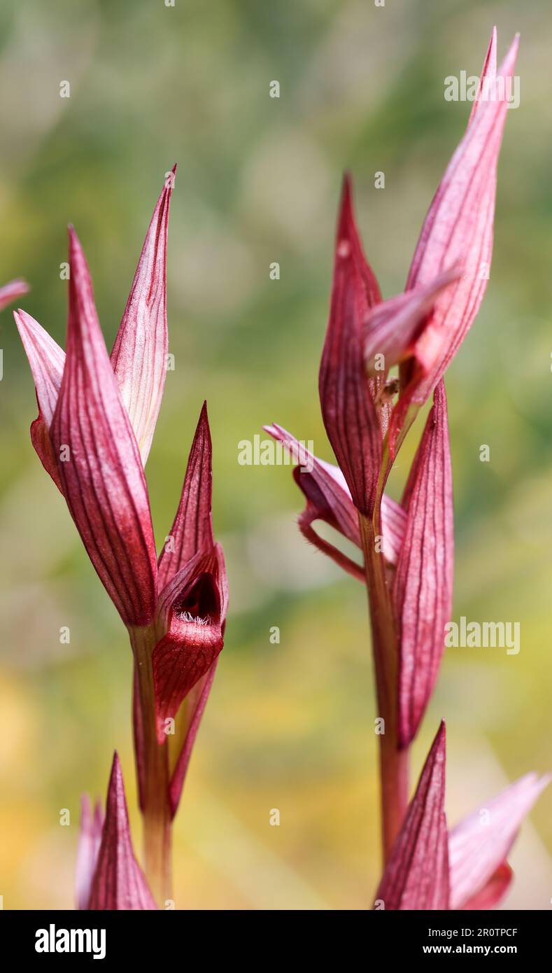 Serapias Bergonii Orchidee Stockfoto