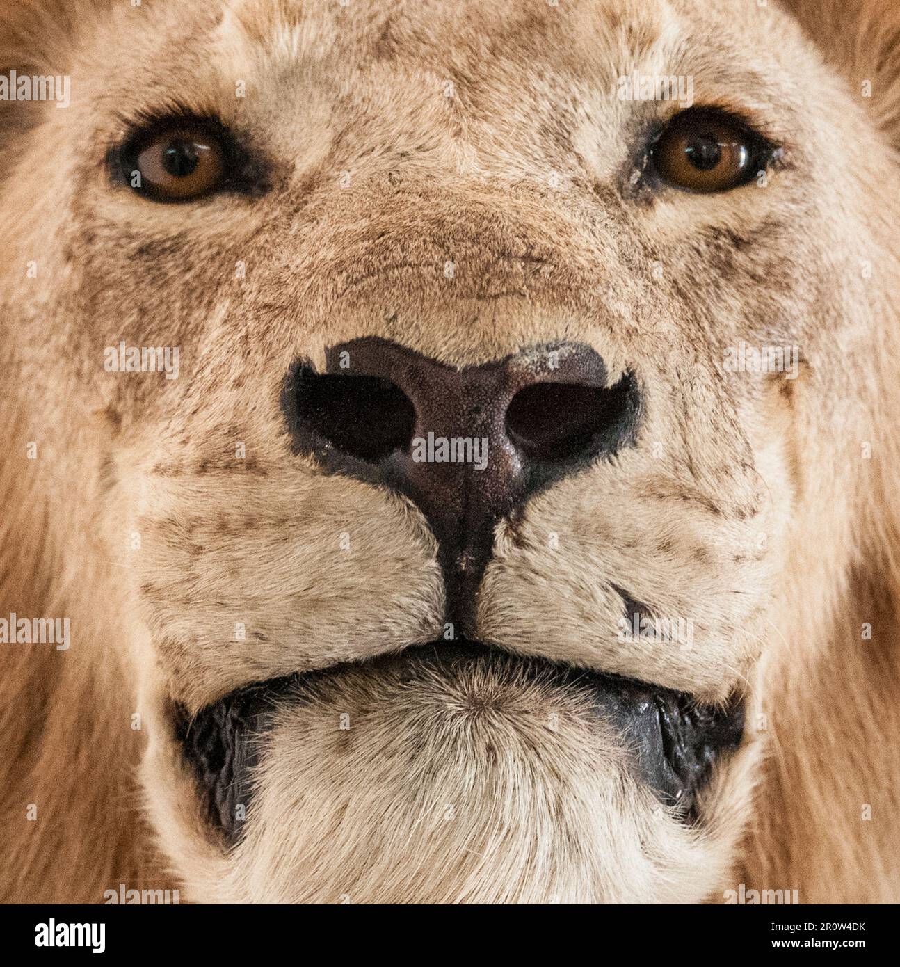 Löwen-Gesicht Stockfoto