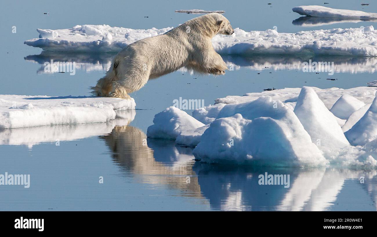 Eisbär (Ursus maritimus) in der Drifteisregion nördlich von Svalbard - Andreas Weith Stockfoto