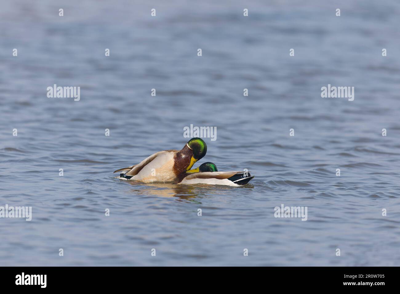Mallard Anas platyrhynchos, 2 Erwachsene Männer kämpfen, Suffolk, England, Mai Stockfoto