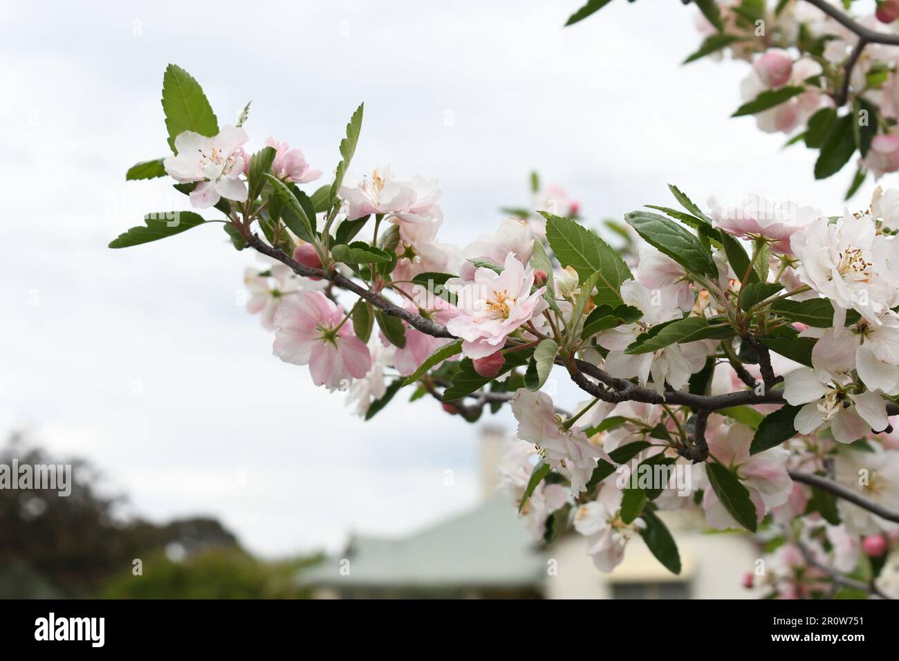 Bechtel Krabben-Apfelblüte: Schöne HD-Tapete. Blühende weiße Blüten mit rosafarbenen, ungeöffneten Knospen schmücken einen Ast eines Apfelbaums mit Krabben im Frühling Stockfoto