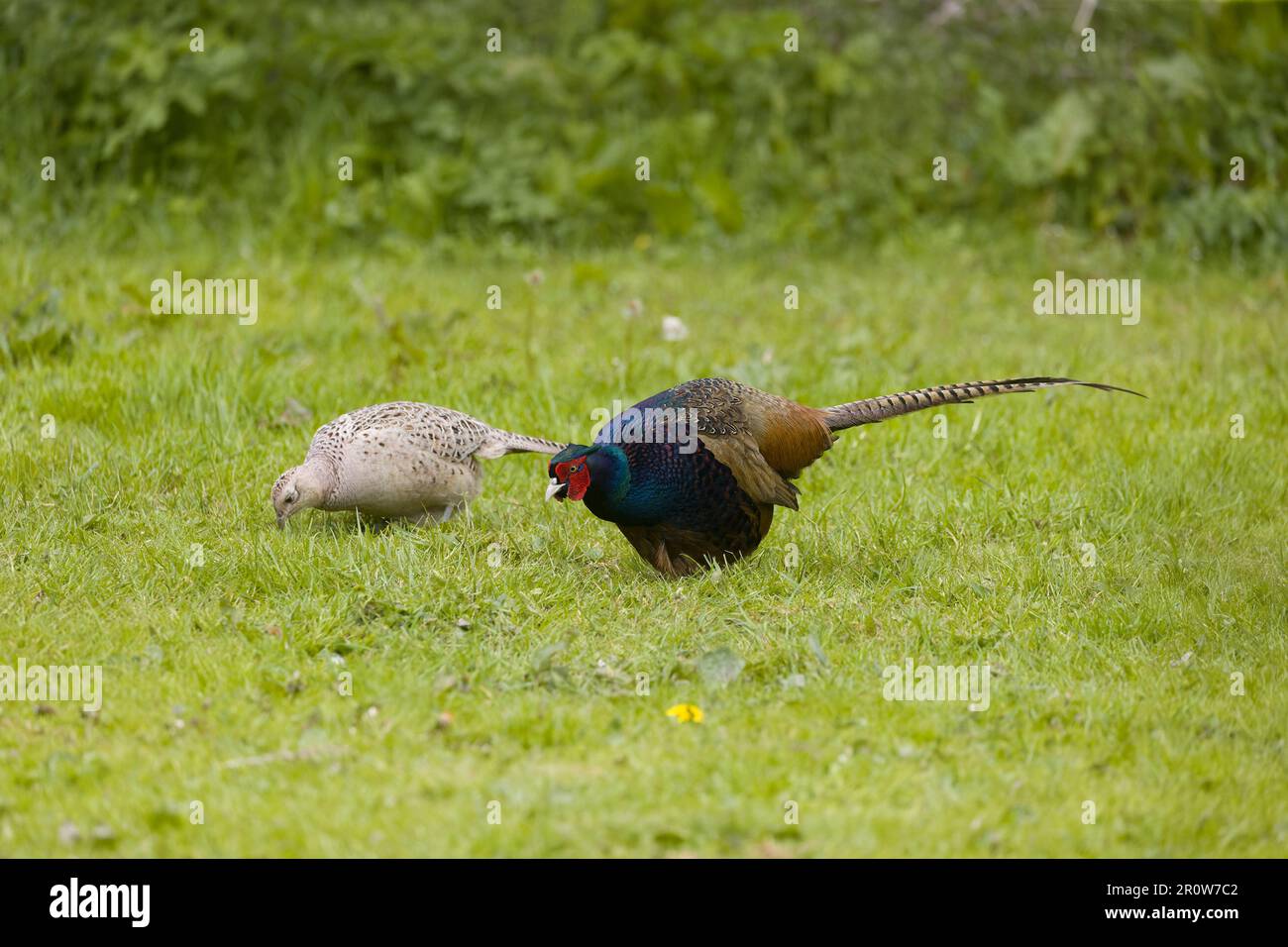 Gewöhnlicher Fasan Phasianus colchicus, erwachsenes Paar auf Gras, Suffolk, England, Mai Stockfoto