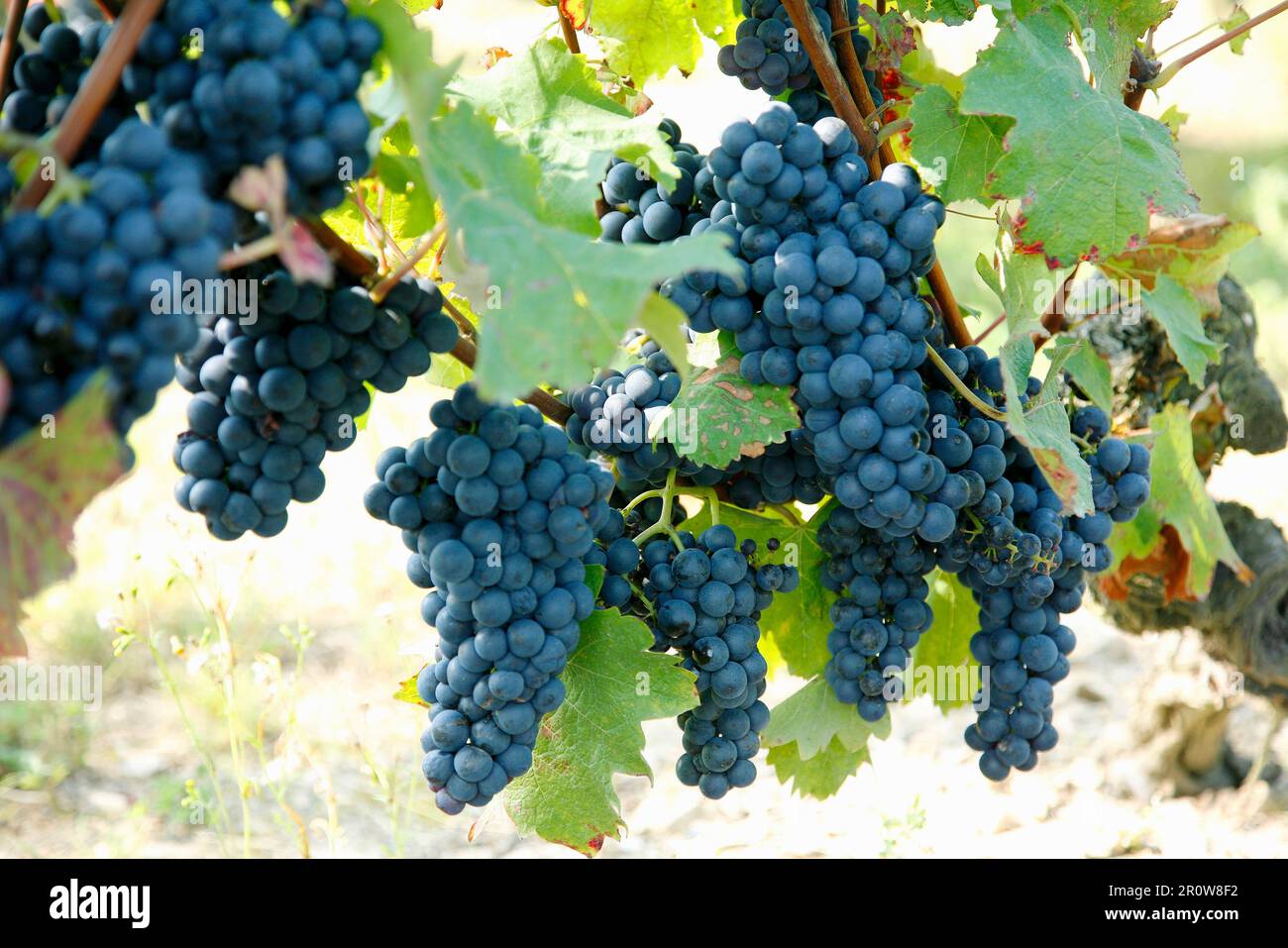 Schwarze Trauben auf dem Weinstock, bereit zum Pflücken Stockfoto