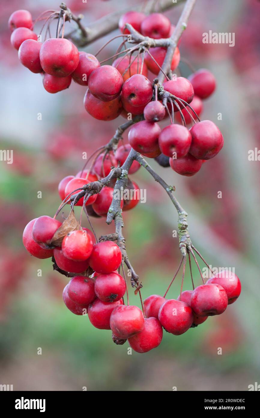 Kleine rote Äpfel auf dem Baum Stockfoto