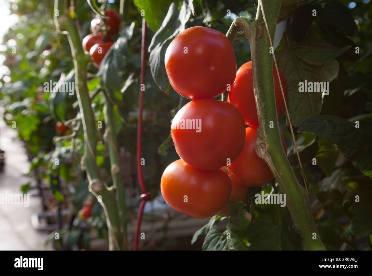 Tomaten, die im Gewächshaus wachsen. High-Wire-Technologie. Nahaufnahme. Geringe Schärfentiefe. Stockfoto