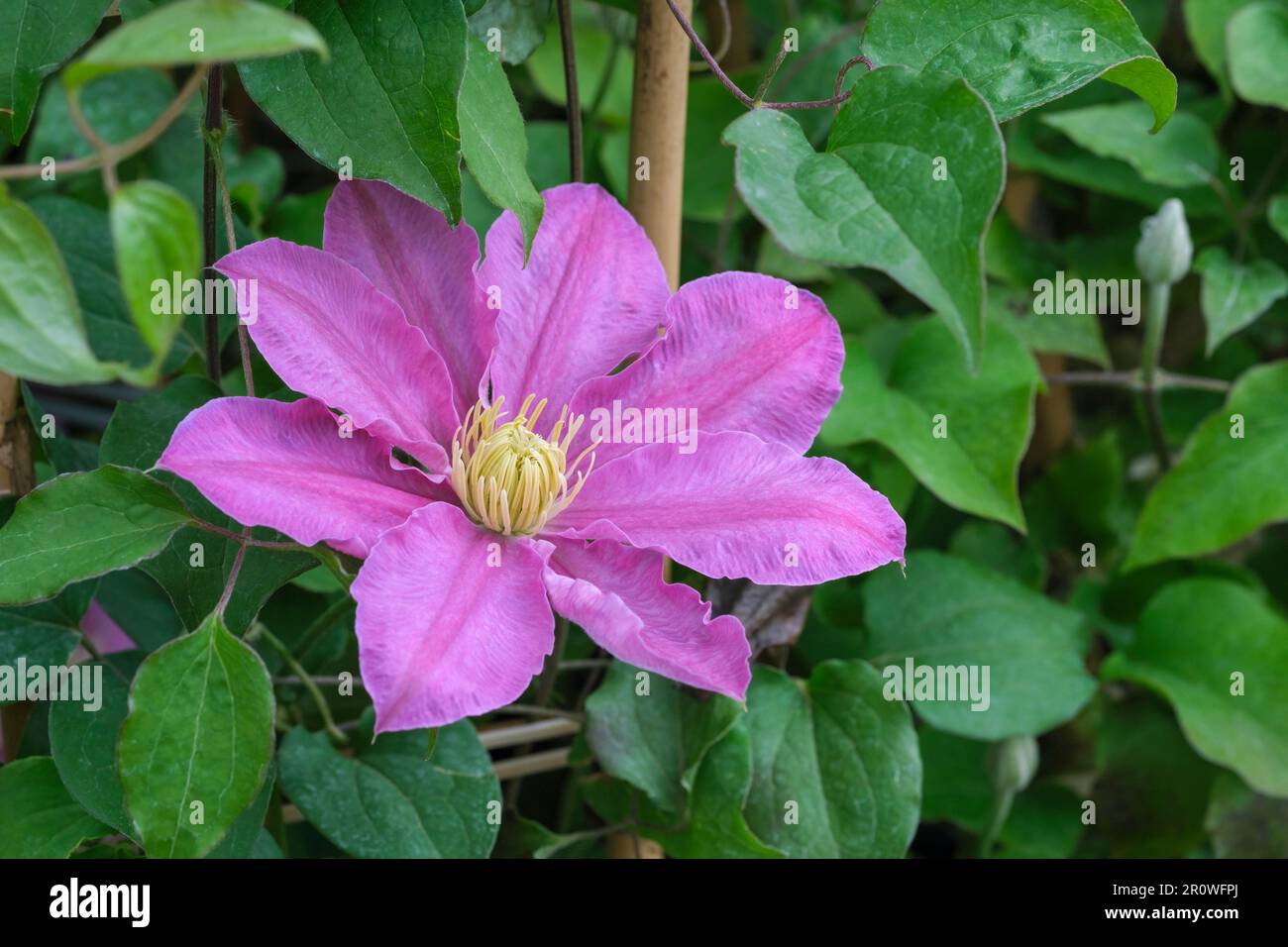 Clematis Abilene, Clematis evipo027, frühe großblütige Clematis mit rosa-violetten Blüten. Stockfoto