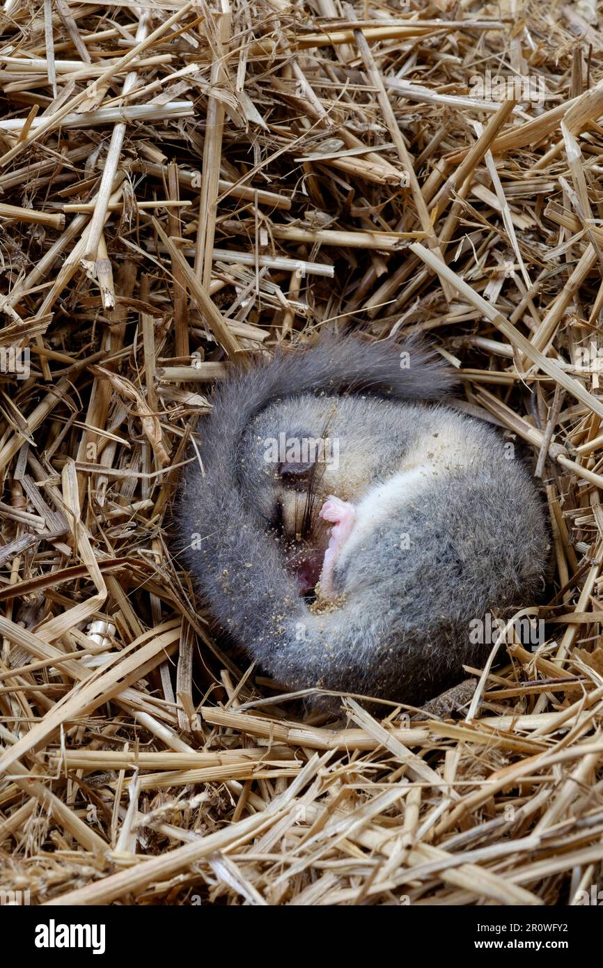 die essbare europäische Dormaus glis glis schläft im Winterschlaf auf einem Strohnest in der Scheune zala grafschaft ungarn Stockfoto