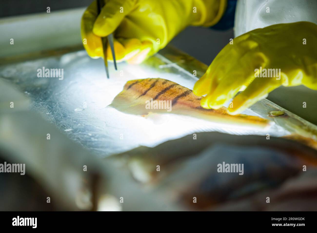 Frischer Hecht zum Schneiden und Entfernen von Rippenknochen auf einem hellen Tisch. Geringe Schärfentiefe. Nahaufnahme Stockfoto
