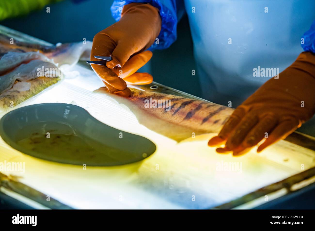 Frischer Hecht zum Schneiden und Entfernen von Rippenknochen auf einem hellen Tisch. Nahaufnahme, geringe Schärfentiefe. Stockfoto