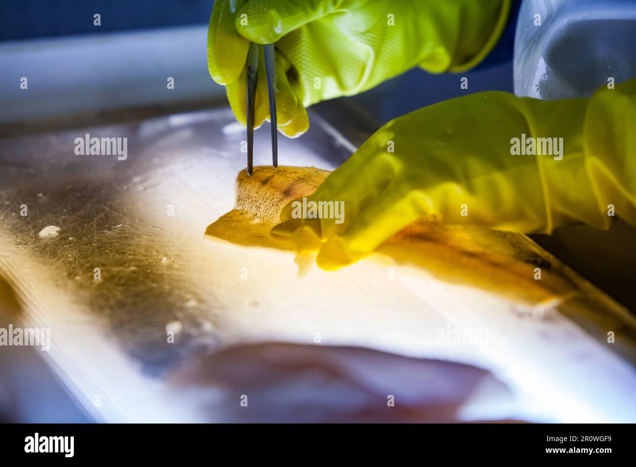 Frischer Hecht zum Schneiden und Entfernen von Rippenknochen auf einem leichten Tischnahtfoto. Kurze Schärfentiefe. Stockfoto