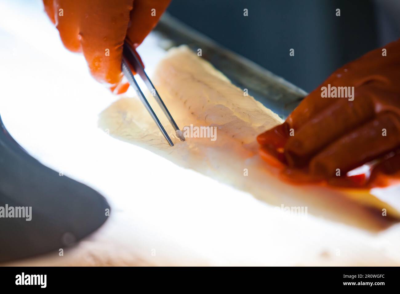 Frischer Hecht zum Schneiden und Entfernen von Rippenknochen auf einem hellen Tisch. Nahaufnahme. Geringe Schärfentiefe. Stockfoto