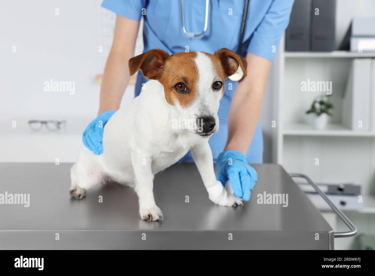 Tierarzt, der Verband an der Hundepfote anlegt, am Tisch in der Klinik,  Nahaufnahme Stockfotografie - Alamy