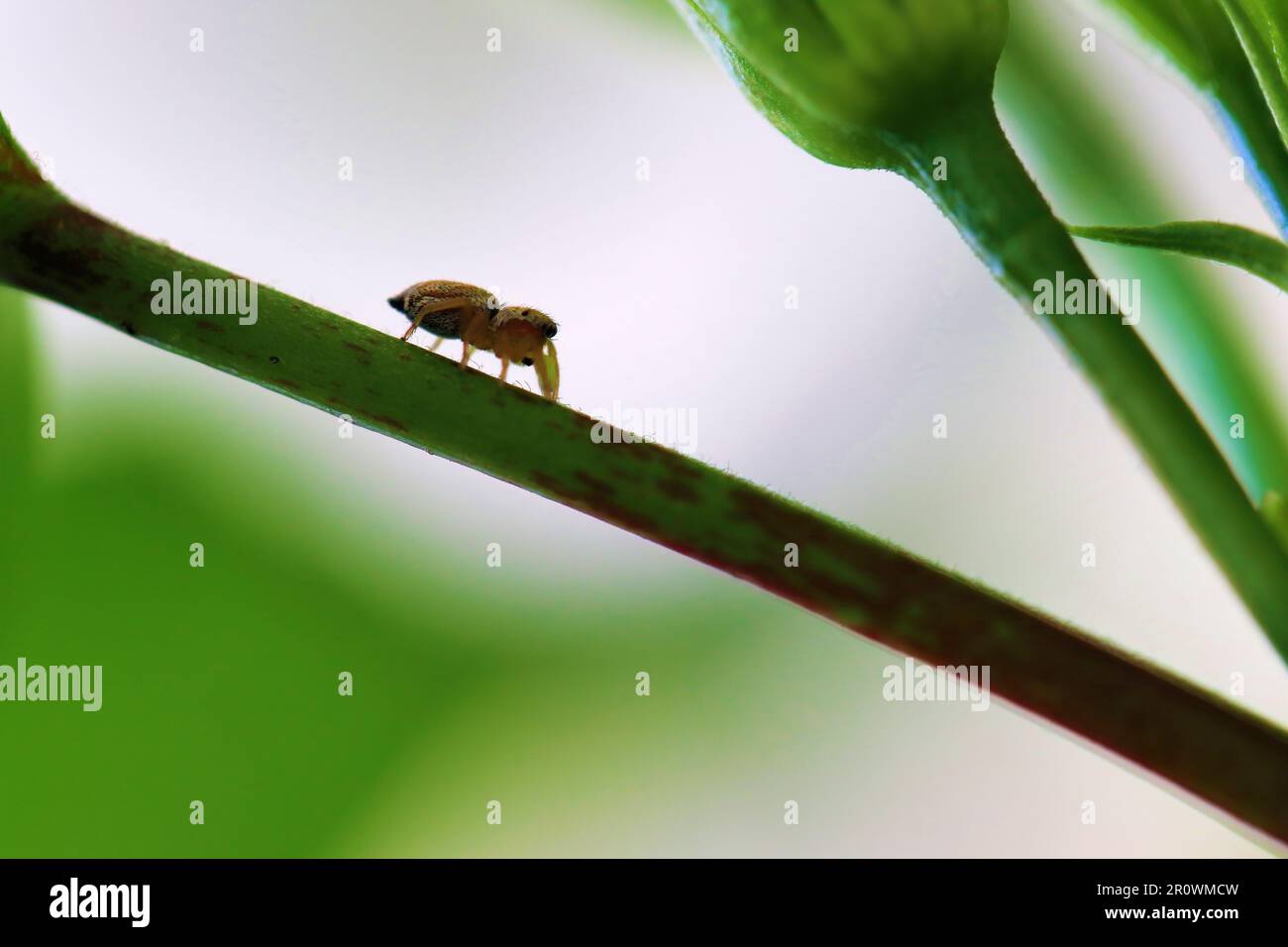 Kleine Spinne, die einen Zweig hochkommt Stockfoto