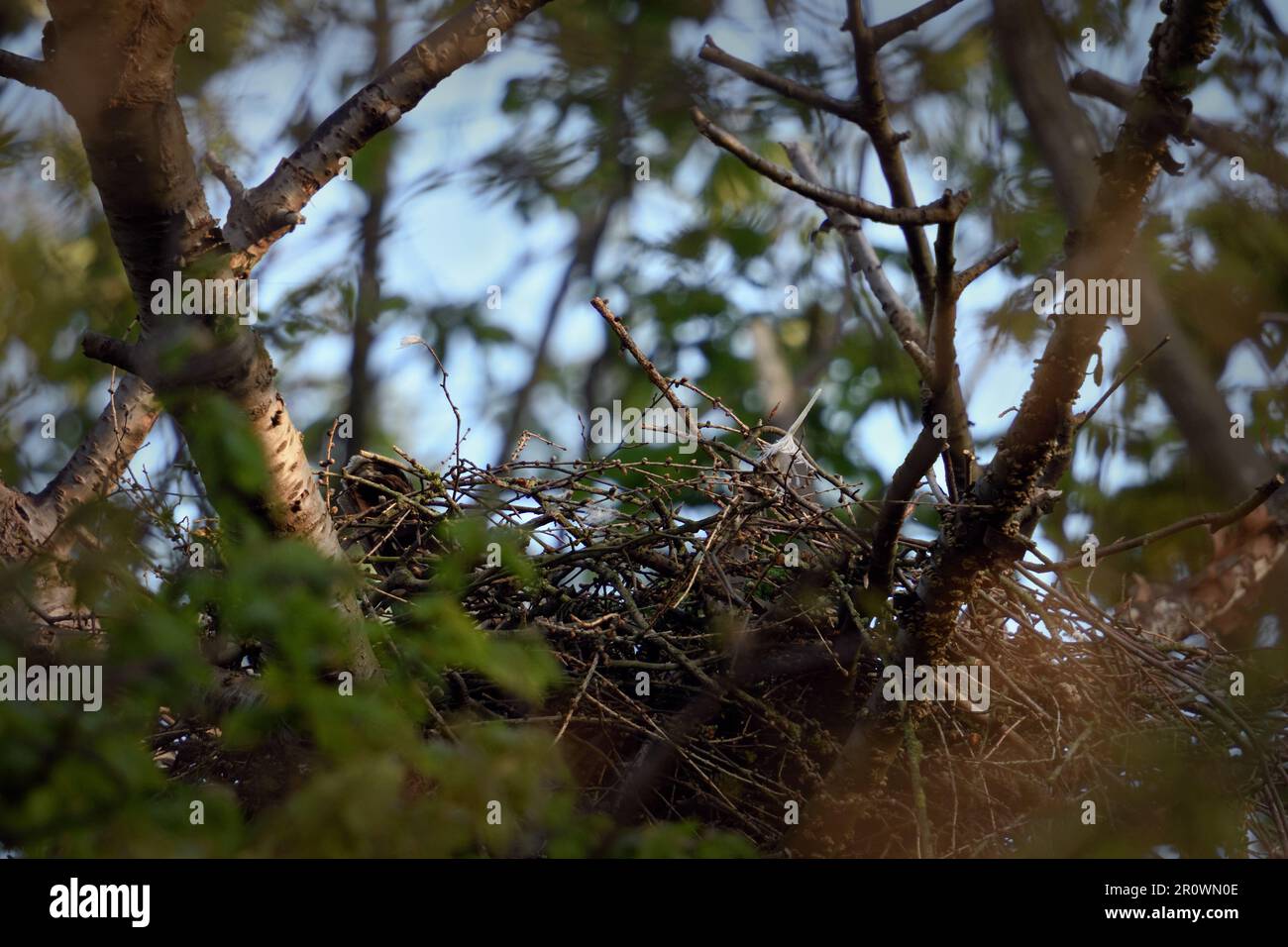 Beginn der Fortpflanzung... Goshawk ( Accipiter gentilis ) auf der Kupplung im Nest, Brut-Moult des Weibchens, nur Schwanzfedern ragen über das Nest Stockfoto