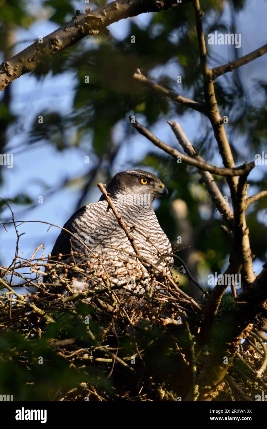 In der Morgensonne... Nördlicher Goshawk ( Accipiter gentilis ), weiblicher Goshawk auf dem Auge Stockfoto