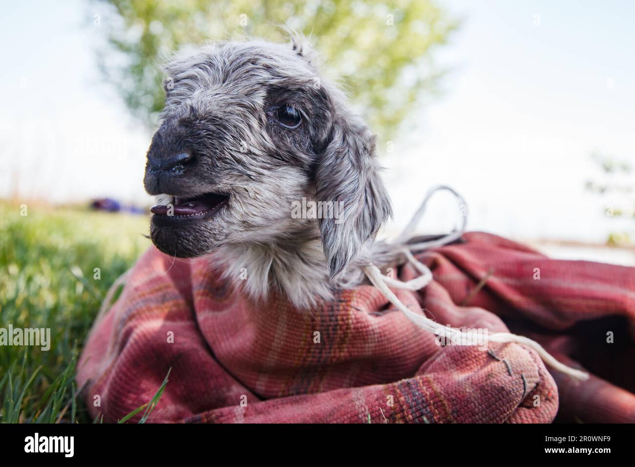 Das neugeborene Lamm sitzt auf dem Gras, in Stoff eingewickelt und schreit. Stockfoto