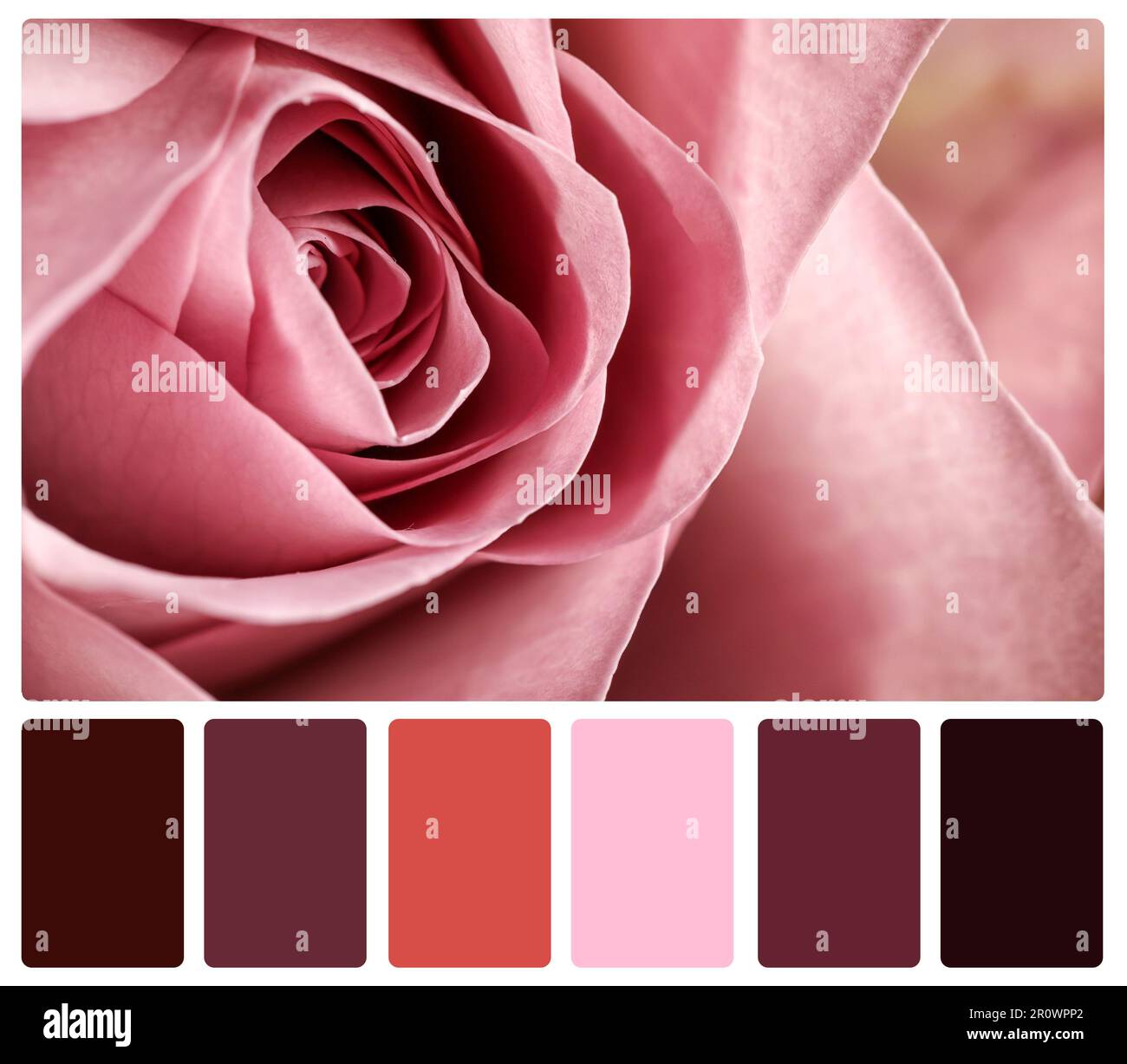 Schöne frische Rose und Farbpalette. Collage Stockfotografie - Alamy
