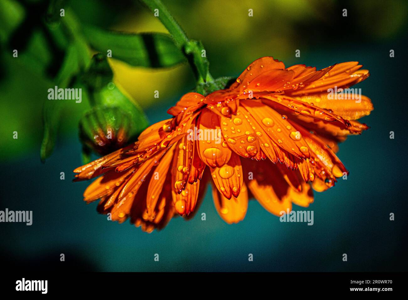 Blumenflammenwein Stockfoto