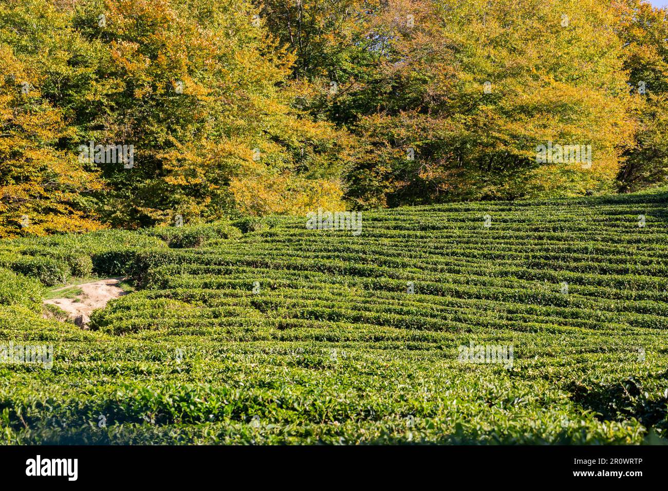 Reihen von anbauendem Tee auf einer Teeplantage, selektiver Fokus, Platz für Text Stockfoto