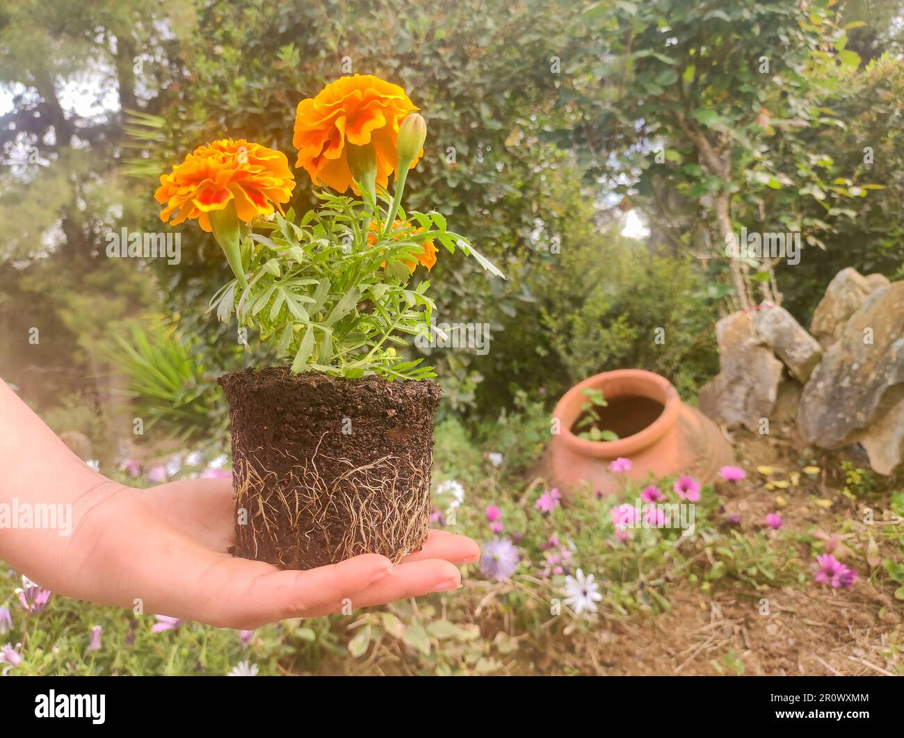 Bereit, im Garten eine Blume zu Pflanzen. Stockfoto