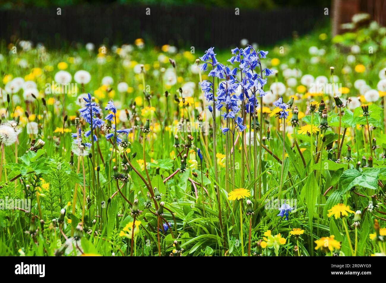 Im Vereinigten Königreich – Blaue Glocke (Hyacinthoides non-scripta) Stockfoto
