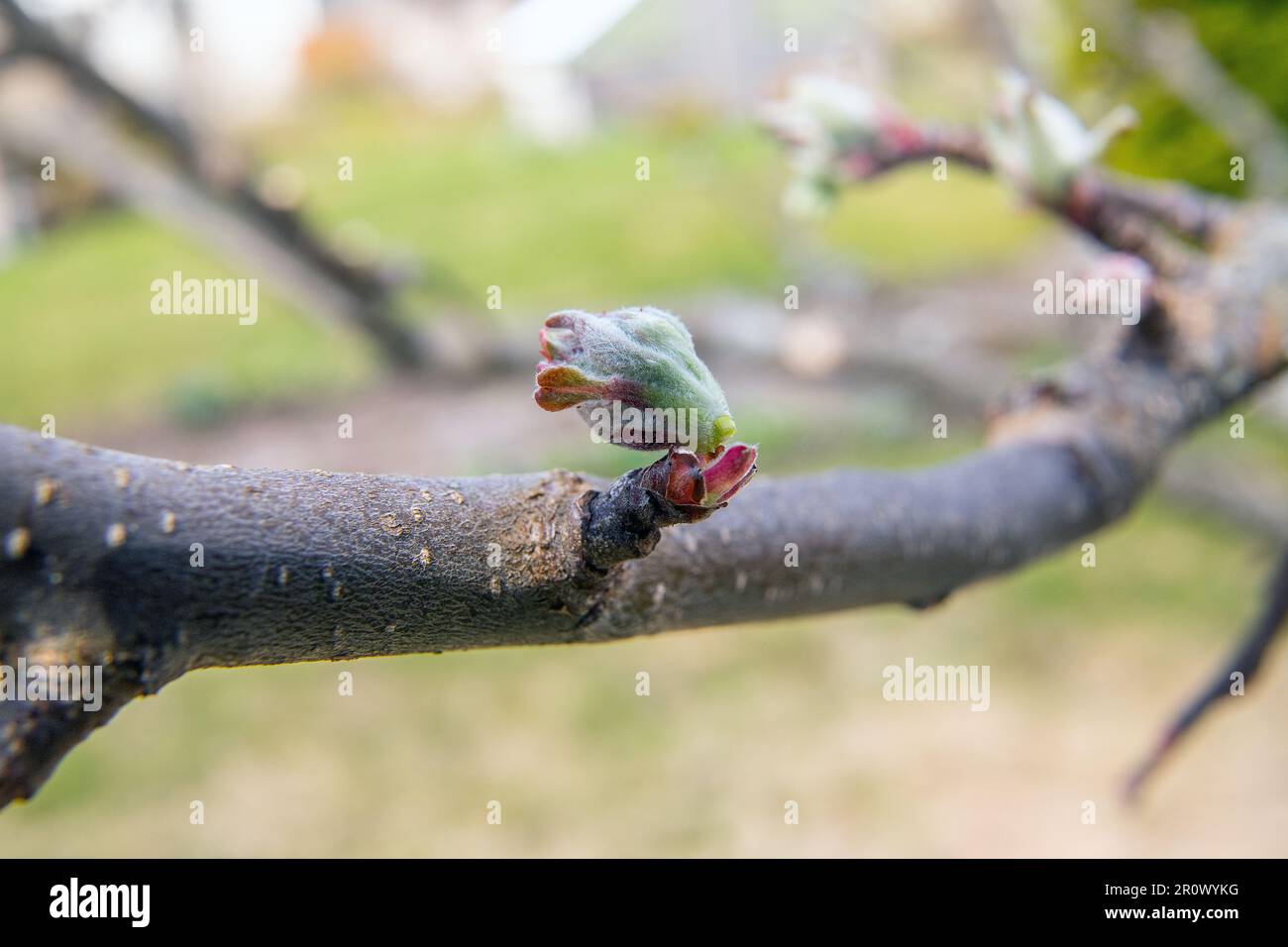 Grüner Apfel Knospen, Blüten und Blätter, grüne Cluster, Eröffnung in der Frühlingssonne auf dem Baum Stockfoto