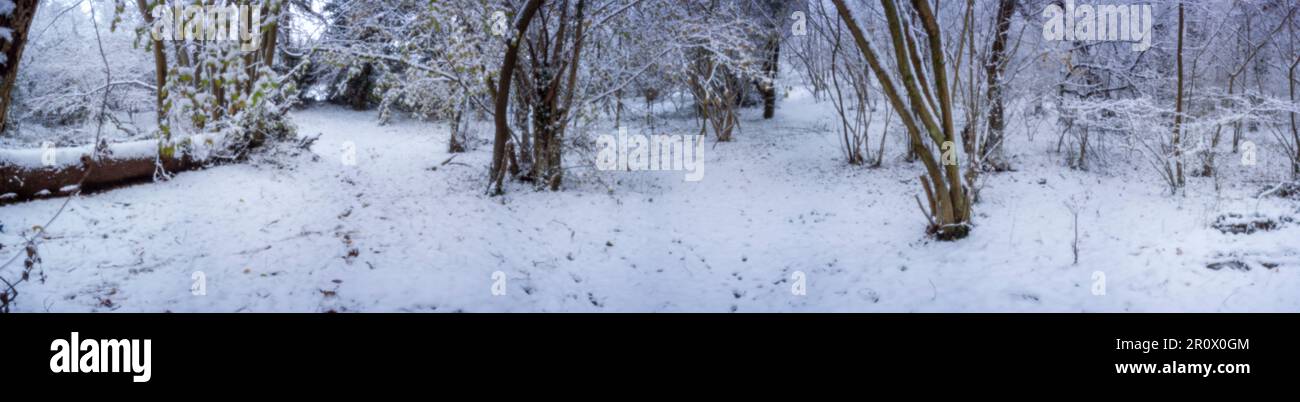 Pinhole Photography Woodland Series. Neu, altersbeständig, digitales Zeitalter, ohne Objektiv, herausragend, Hochauflösendes Nadellochbild einer schneebedeckten Landschaft Stockfoto