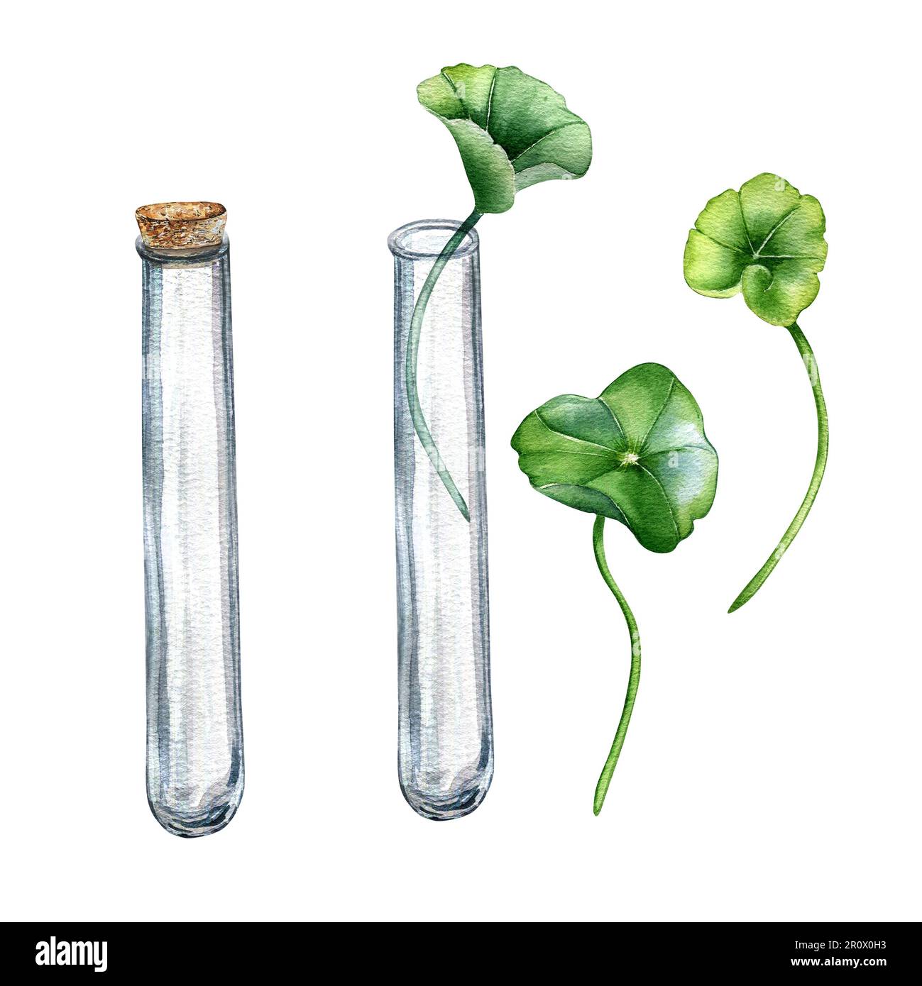 Centella asiatica, Reagenzglas, wasserfarbene Darstellung auf weiß isoliert. Pennywort, gotu kola Kräuterpflanzen handgezeichnet. Entwurfselement für Packstück Stockfoto