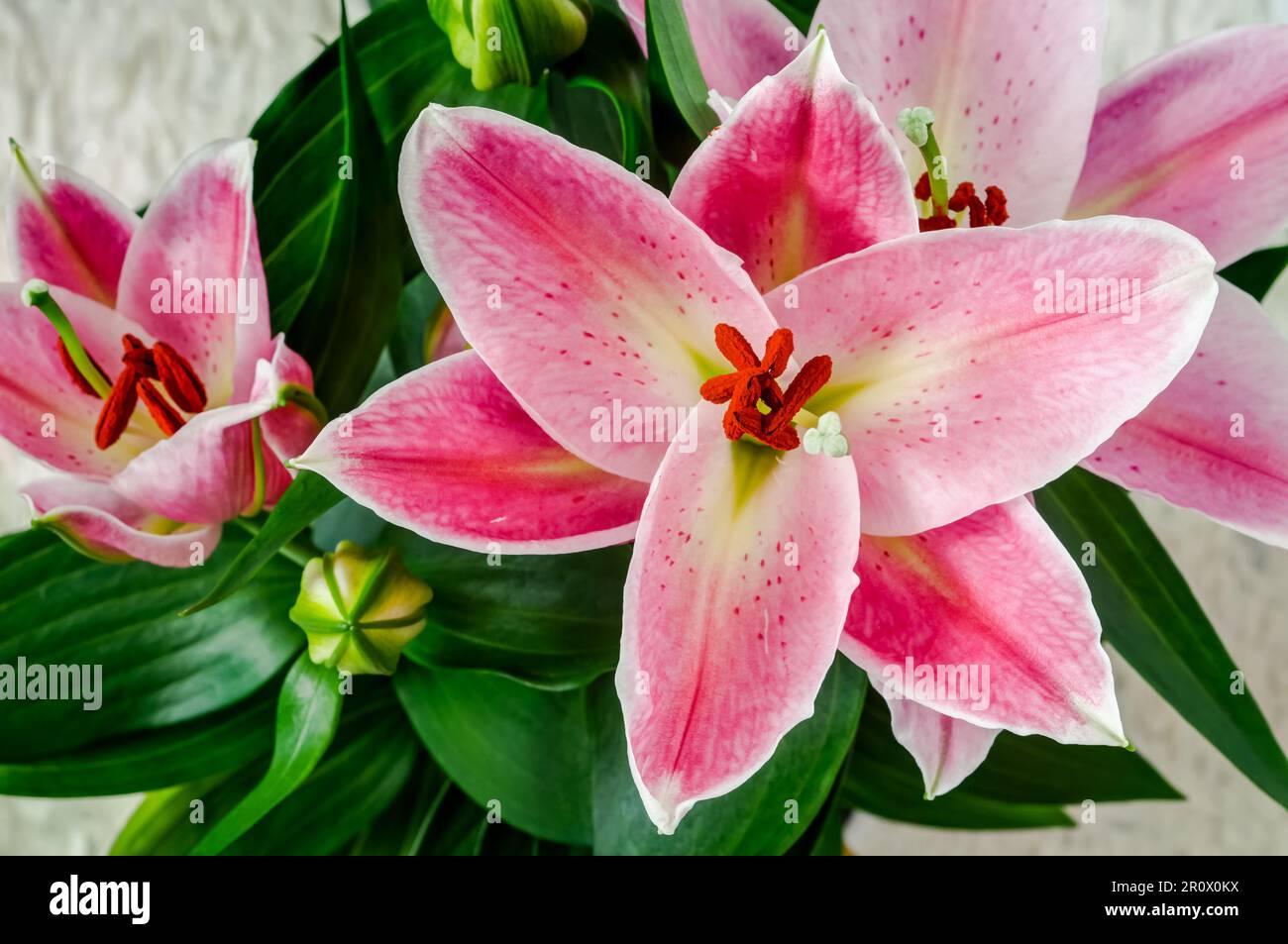 Asiatische Lilie, blühende farbenfrohe rosa Blume Nahaufnahme, dekorative elegante Blüten, Pflanzen aus der Gruppe von Hybriden, die aus ostasiatischen Arten stammen Stockfoto