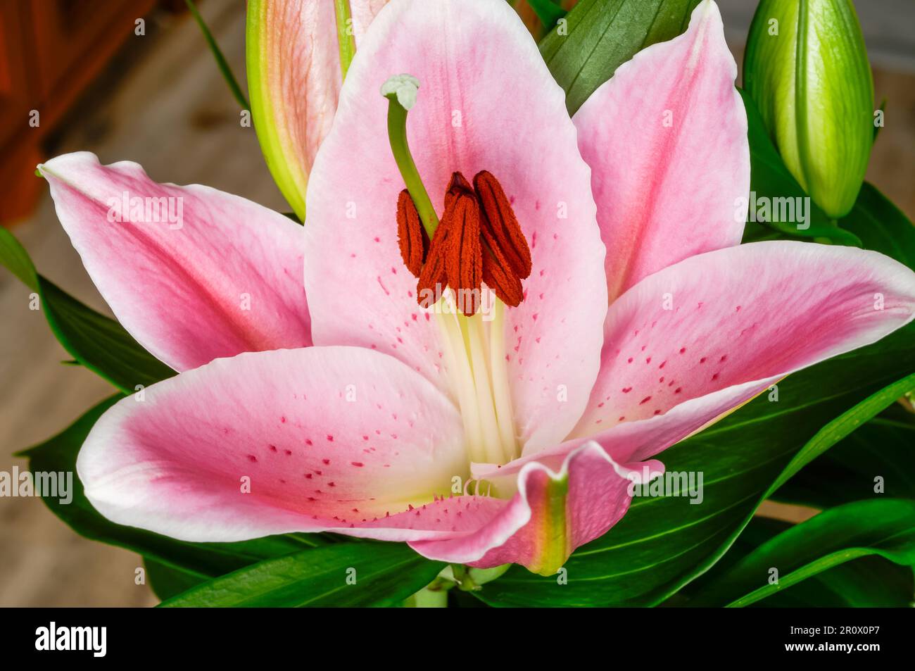 Asiatische Lilie, blühende farbenfrohe rosa Blume Nahaufnahme, dekorative elegante Blüten, Pflanzen aus der Gruppe von Hybriden, die aus ostasiatischen Arten stammen Stockfoto