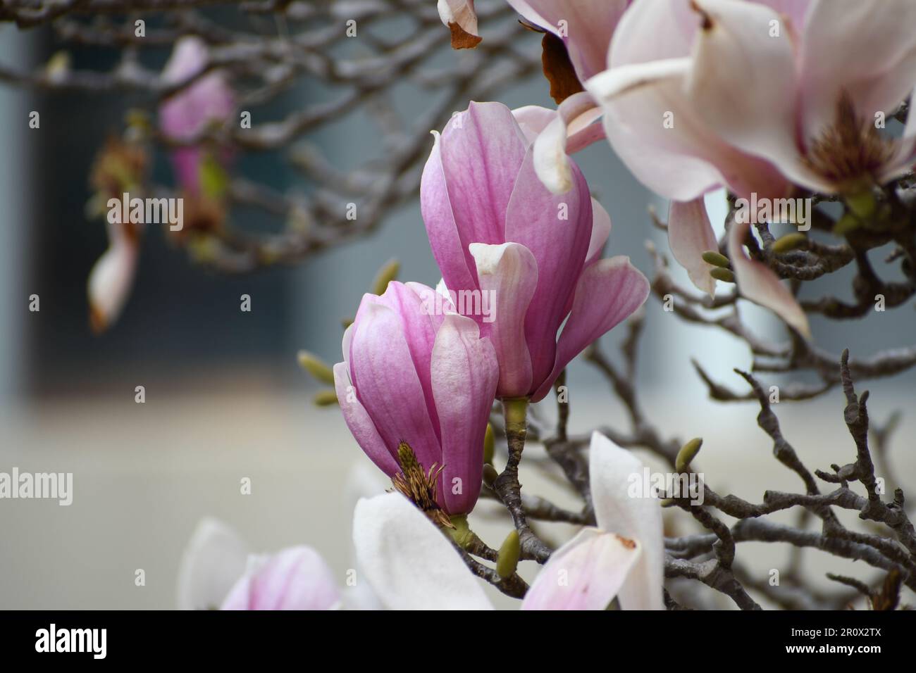 Nahaufnahme der Untertassenmagnolie mit Bokeh, einer hybriden Blütenpflanze der Gattung Magnolia. Im Frühling gab es reichlich rosa/weiß/lila Blumen. Stockfoto