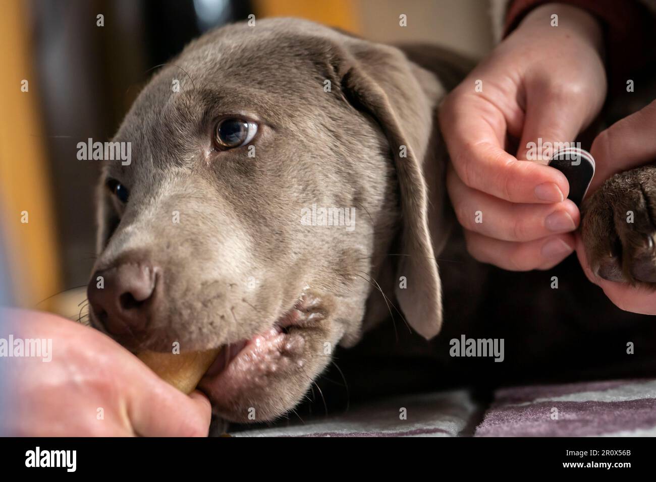 Er spielt mit dem Welpen, während er Tau-Klaue ablegt Stockfoto