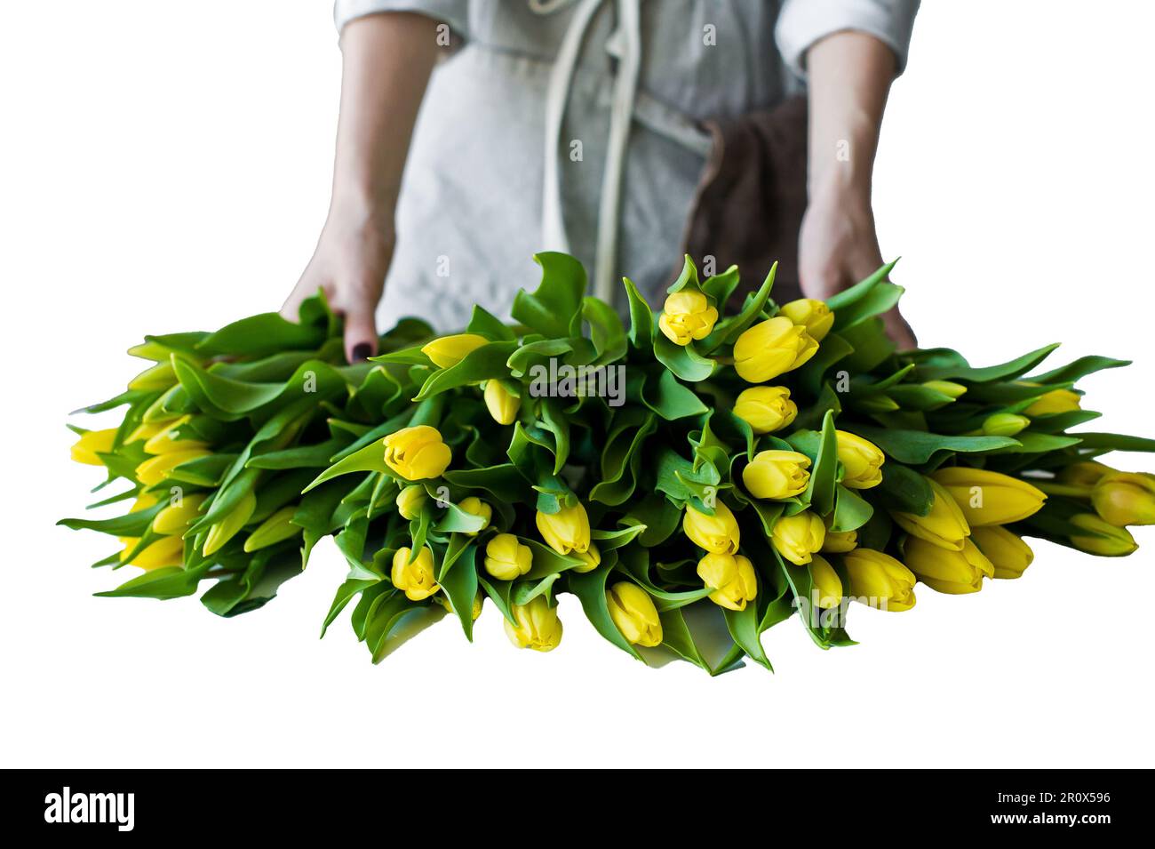 Frauenhände auf den Tisch, gelbe Tulpen. Isoliert auf weißem Hintergrund. Stockfoto