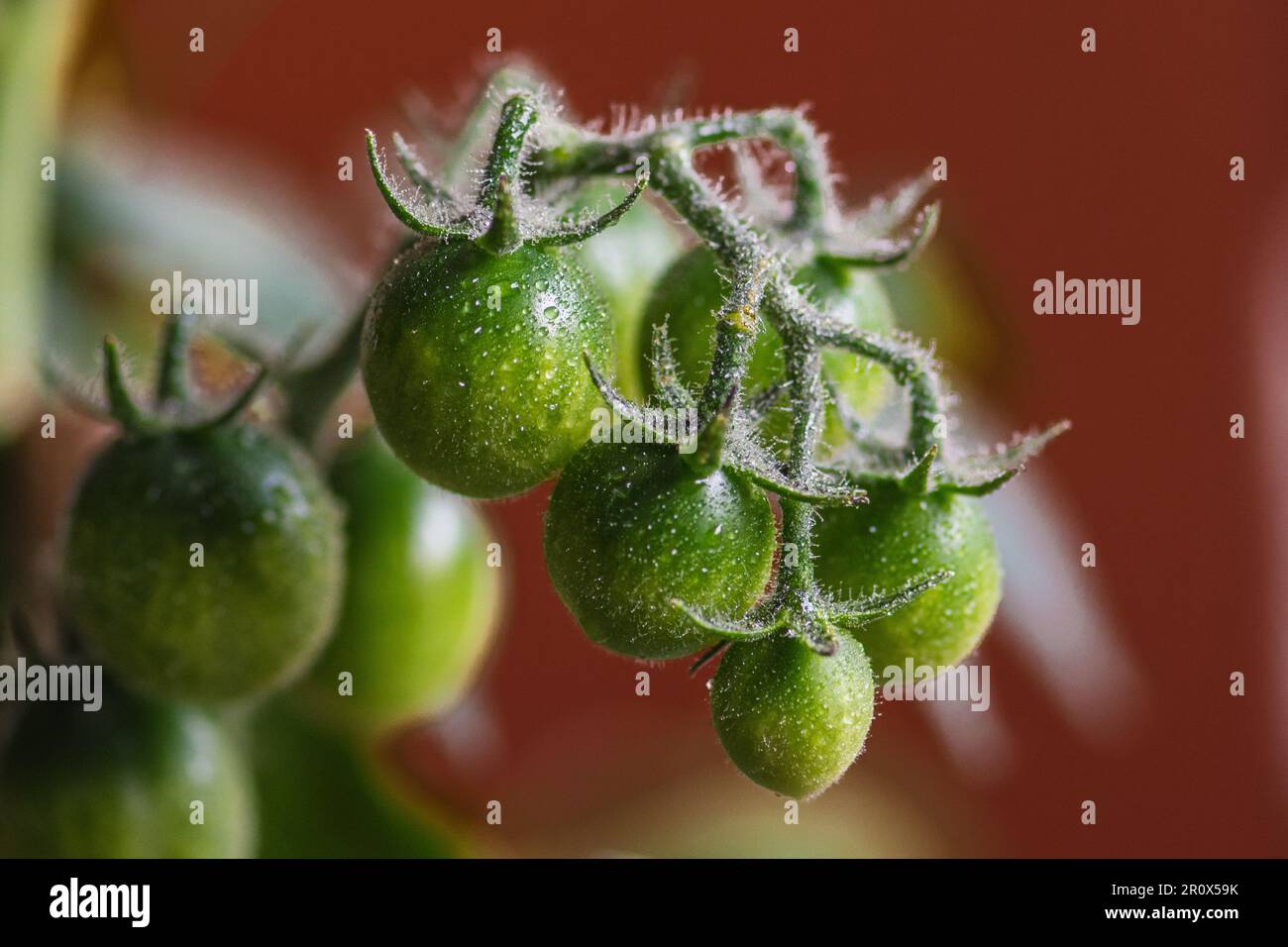 Frische Bio-unreife Bande hängender grüner Kirschtomaten, Nahaufnahme. Konzept der biologischen Landwirtschaft, Bio-Produkt, Bio-Ökologie, integrierter Betrieb Stockfoto