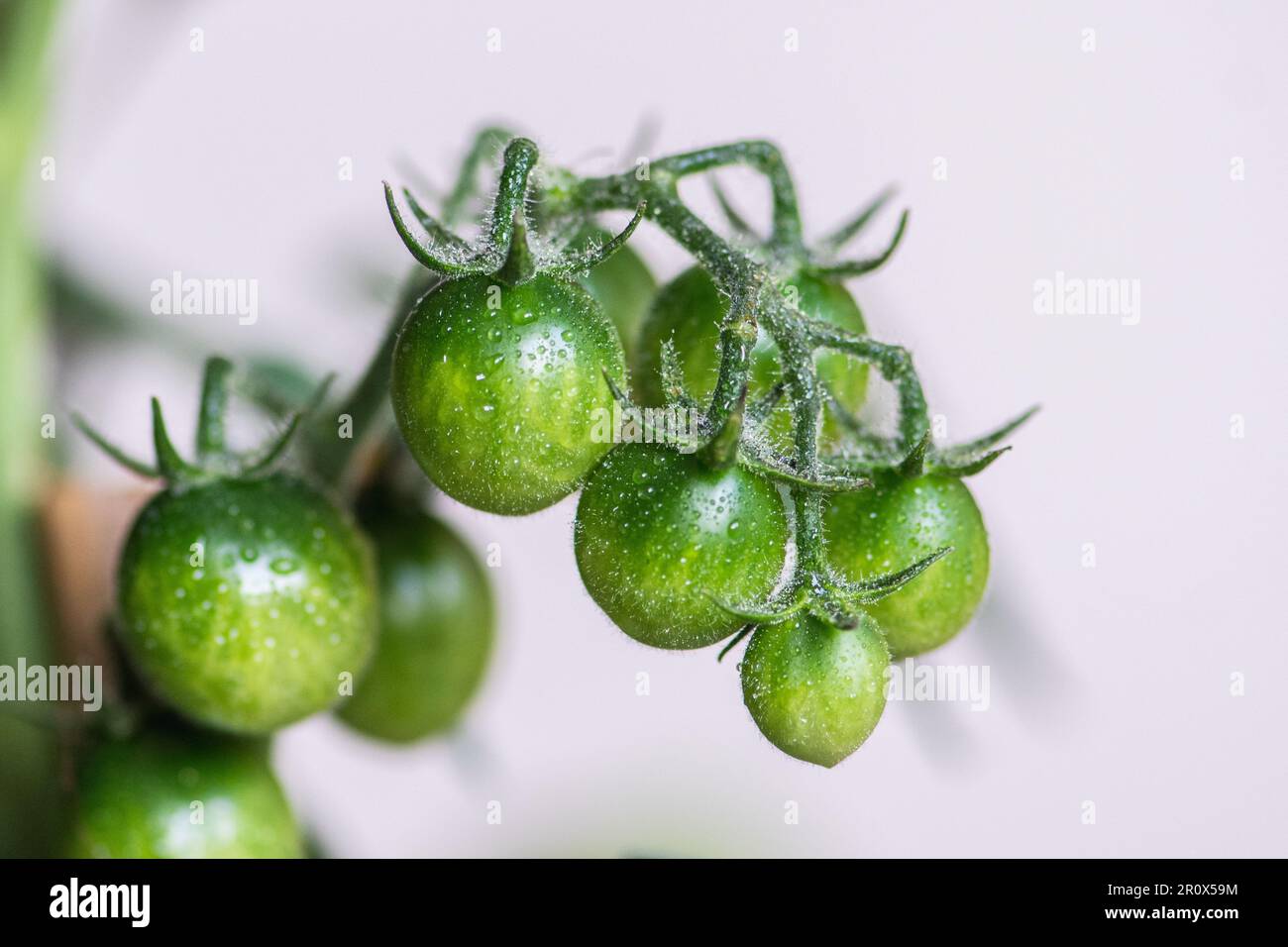 Frische Bio-unreife Bande hängender grüner Kirschtomaten, Nahaufnahme. Konzept der biologischen Landwirtschaft, Bio-Produkt, Bio-Ökologie, integrierter Betrieb Stockfoto