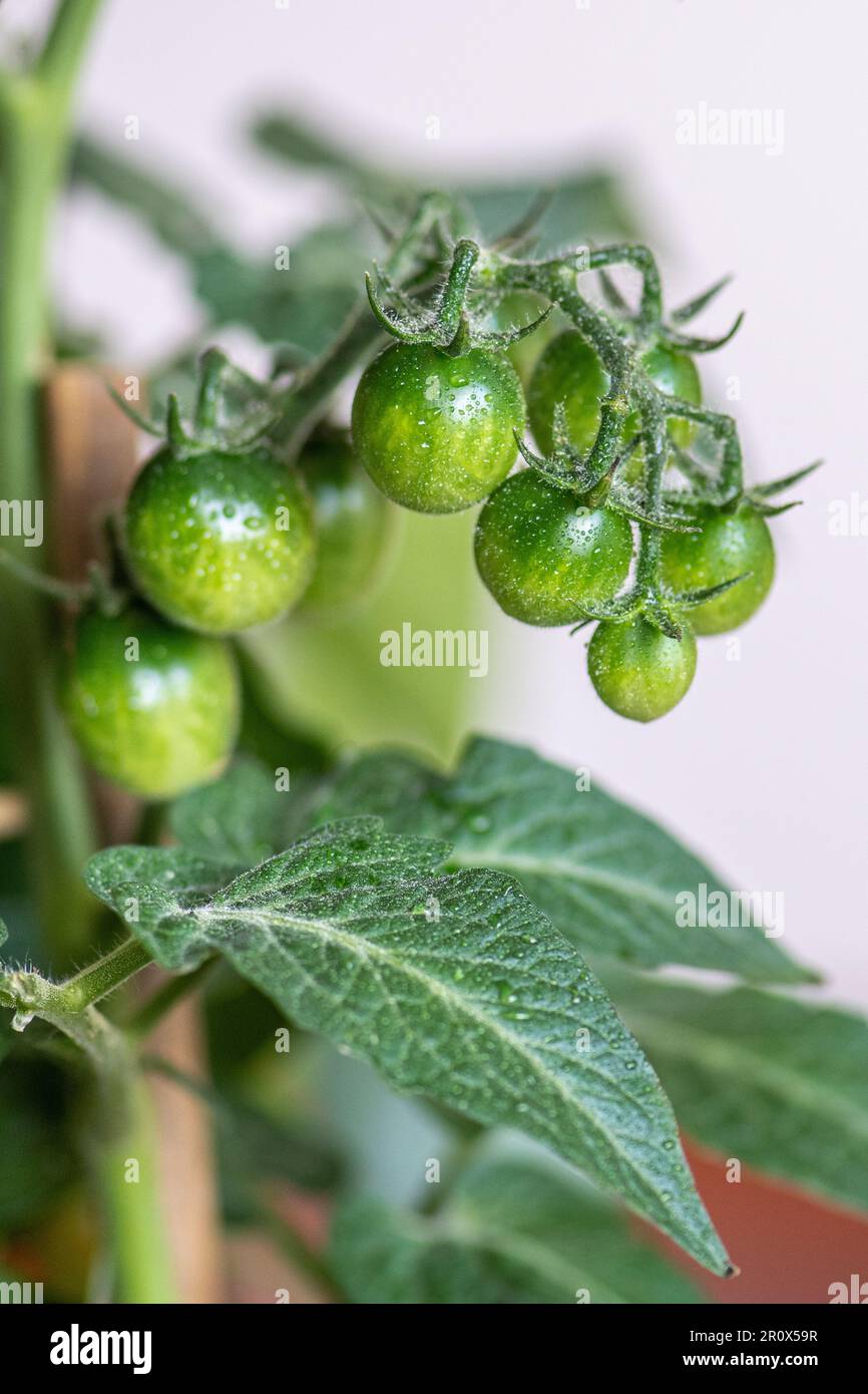 Frische Bio-unreife Bande hängender grüner Kirschtomaten, Nahaufnahme. Konzept der biologischen Landwirtschaft, Bio-Produkt, Bio-Ökologie, integrierter Betrieb Stockfoto