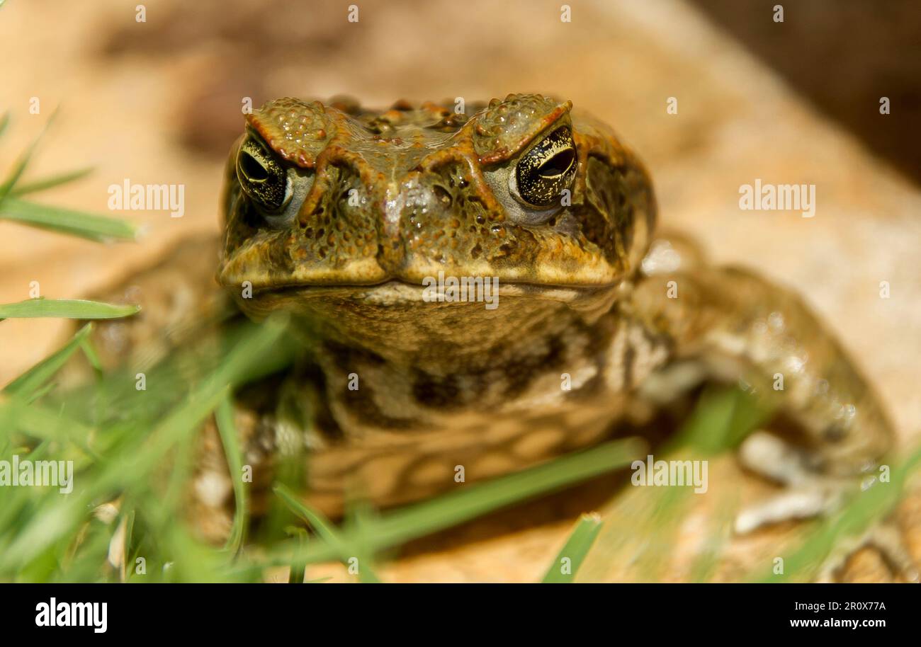 Gesicht von Rohrkröte, Rhinella Marina, im Queensland Garten. Nahaufnahme, in die Kamera schauen. Wildpest nach Australien eingeschleppt. Hässlich und unangenehm. Stockfoto