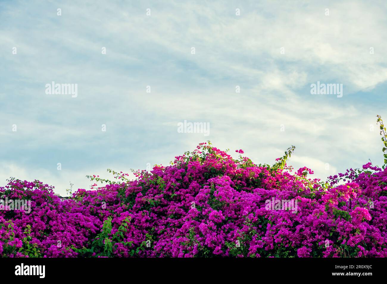 Wunderschöne Bougainvillea blühen über blauem Himmel. Stockfoto