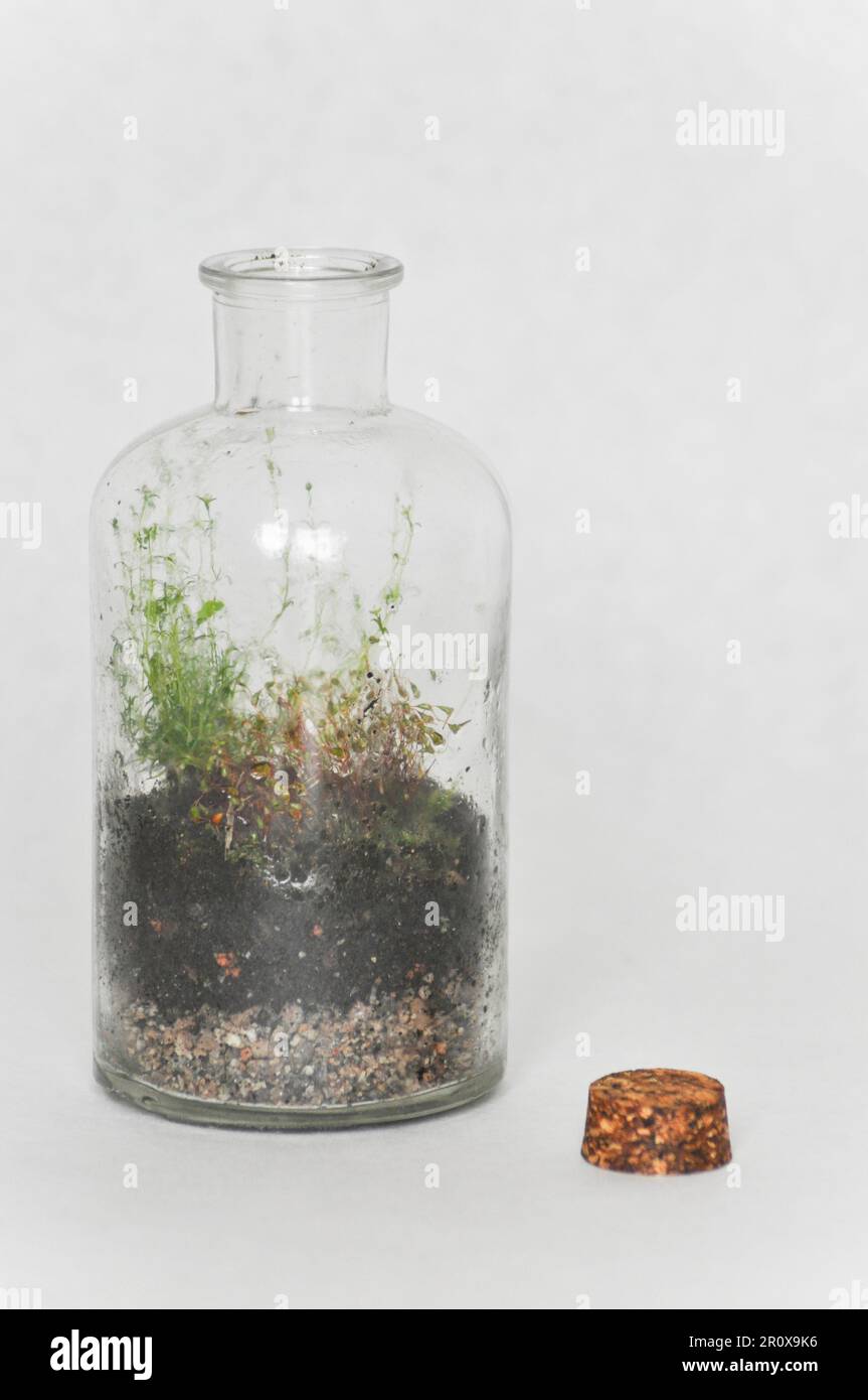 Ein kleines Flaschenterrarium aus einer recycelten Flasche, mit Moos und Farn. Vor weißem Hintergrund als Studioaufnahme mit Kopierbereich Stockfoto