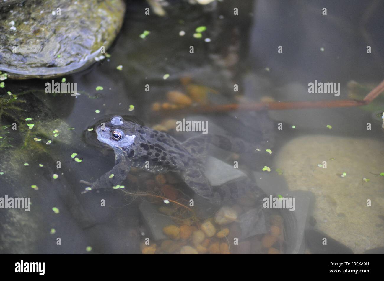 Ein erwachsener, gemeiner Frosch Rena temporaria in einem Gartenteich im Frühling, Großbritannien Stockfoto