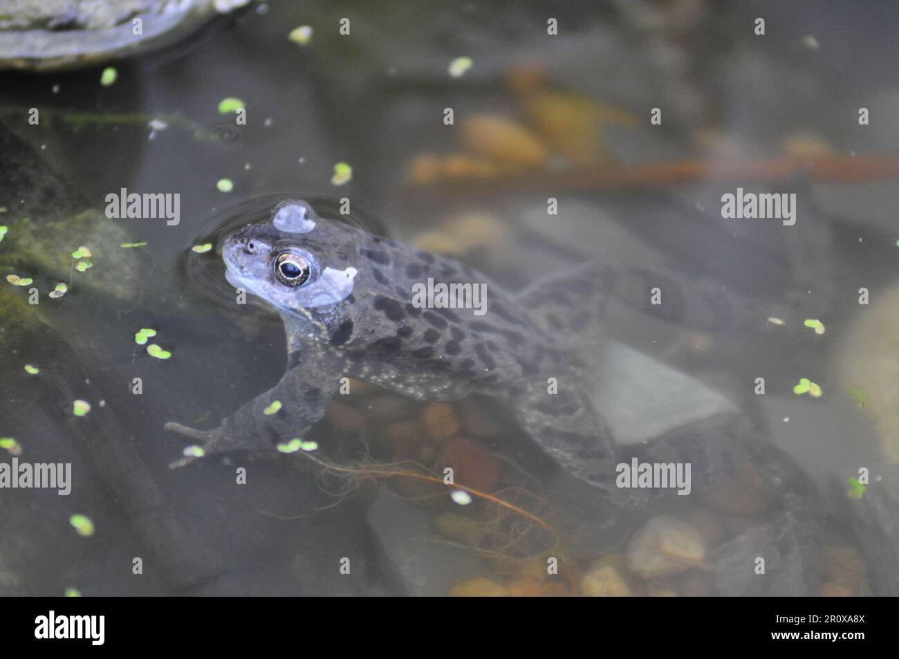 Ein erwachsener, gemeiner Frosch Rena temporaria in einem Gartenteich im Frühling, Großbritannien Stockfoto