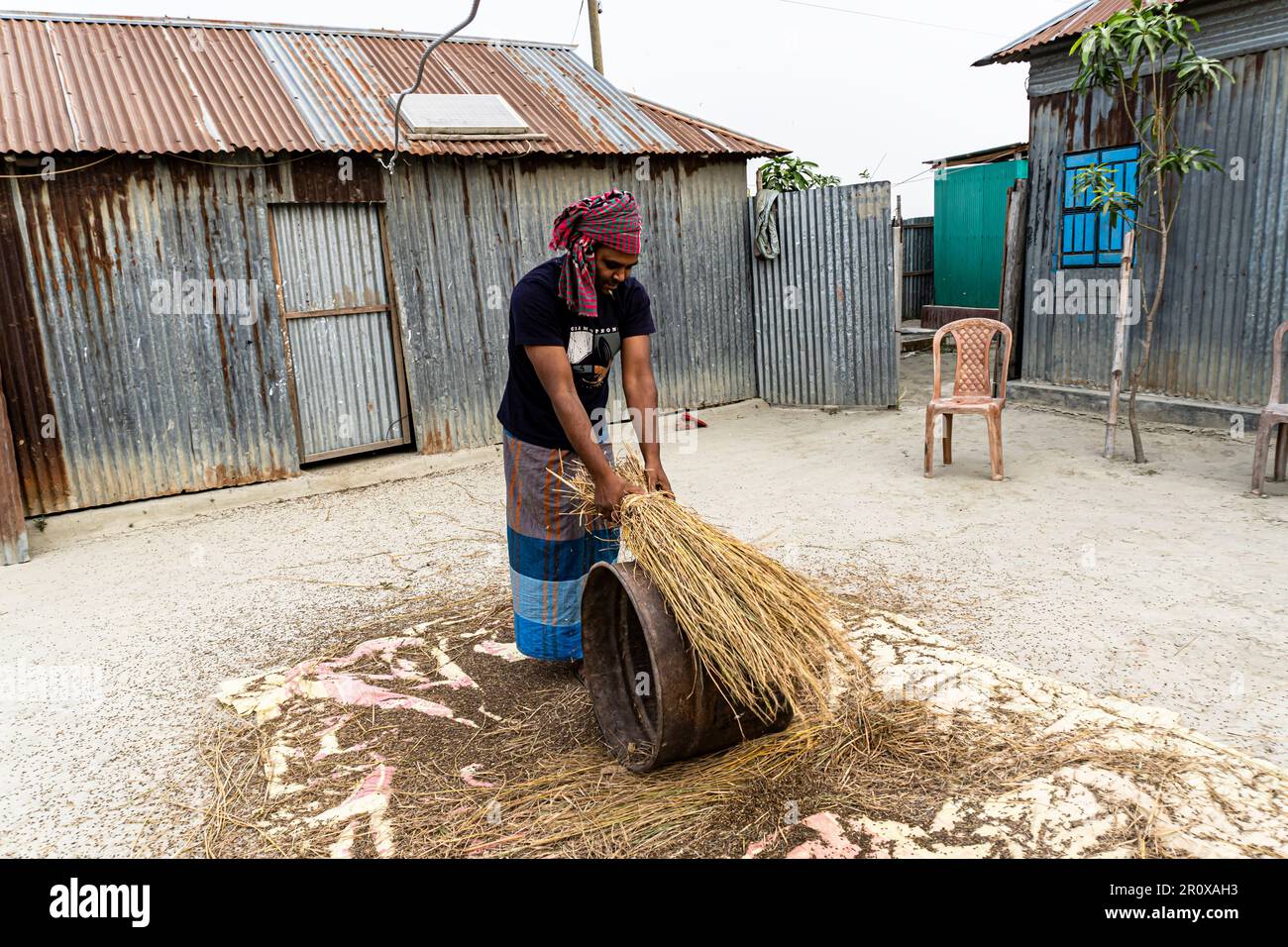 Ein Bauer, der Reis gedroschen hat. Ein Landwirt mittleren Alters schlug die Reisfelder auf die Metallfässer, damit das Getreide in ländlichen Gebieten aus dem Reis fiel Stockfoto