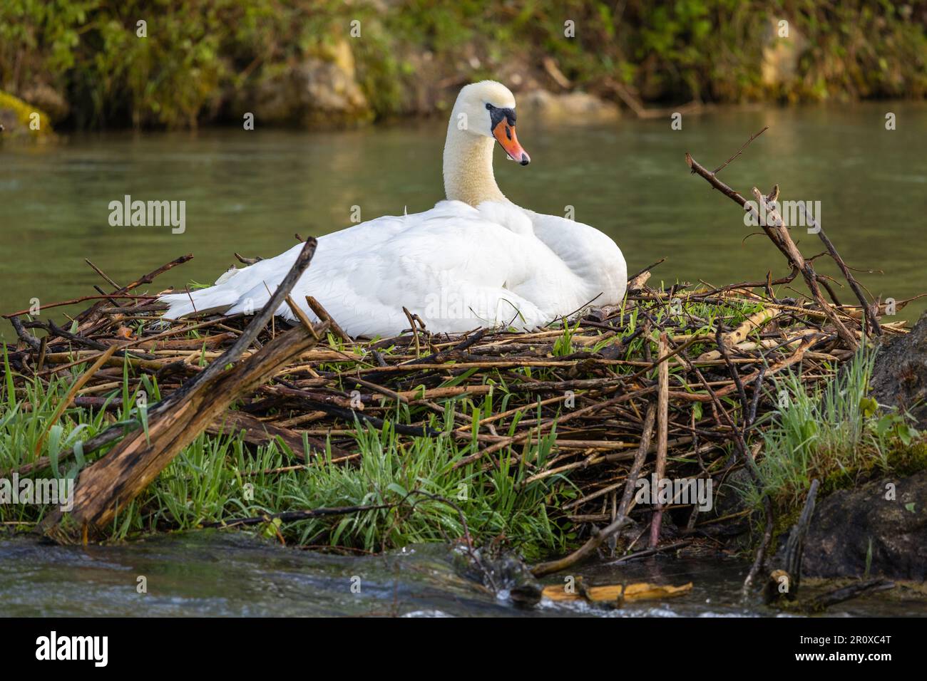 Ein wunderschöner weißer Schwan liegt hoch oben auf seinem Nest an einem ruhigen Fluss, dessen Federn im Sonnenlicht glitzern Stockfoto